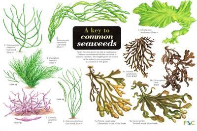 Nsb mgic seaweed